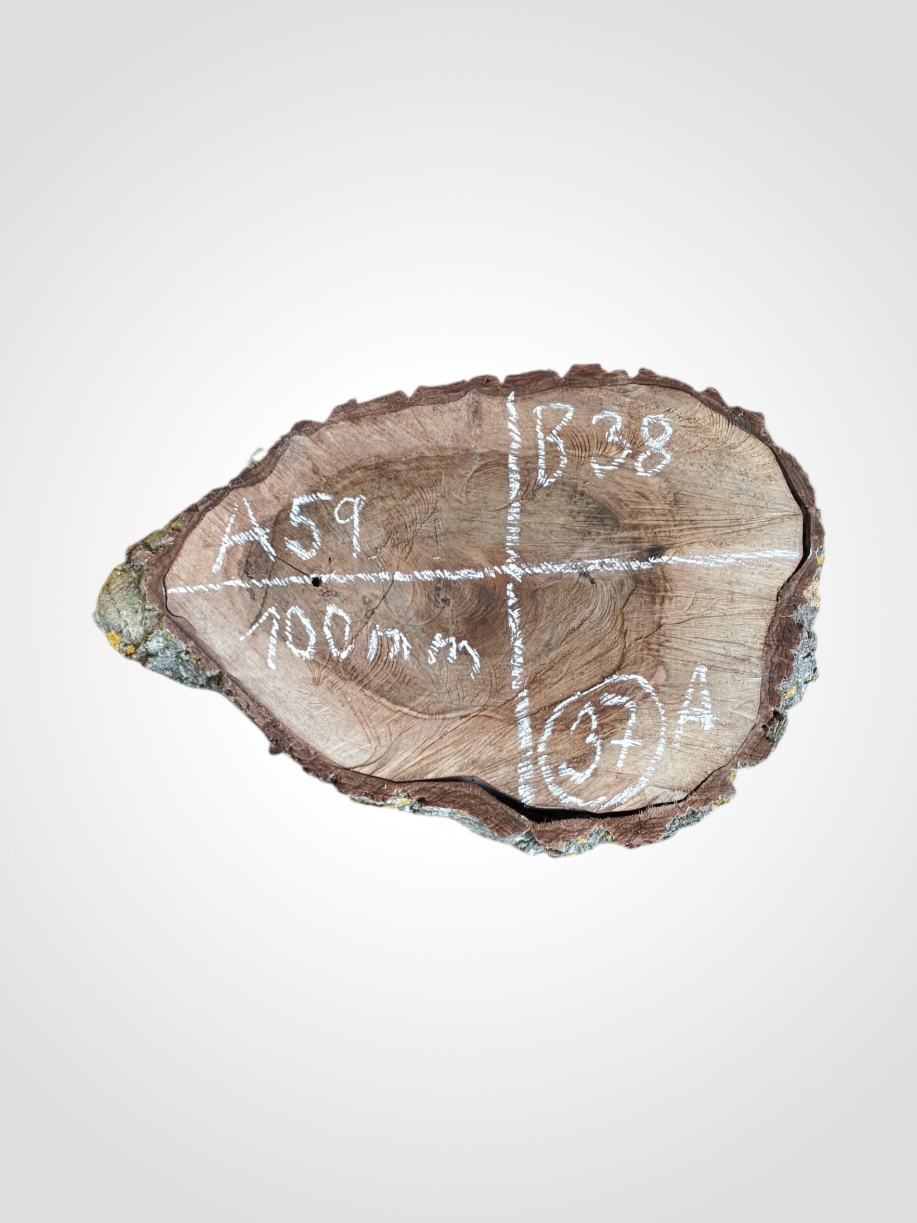 Orech-vlassky-kolac-37a Ořech vlašský koláč - 37