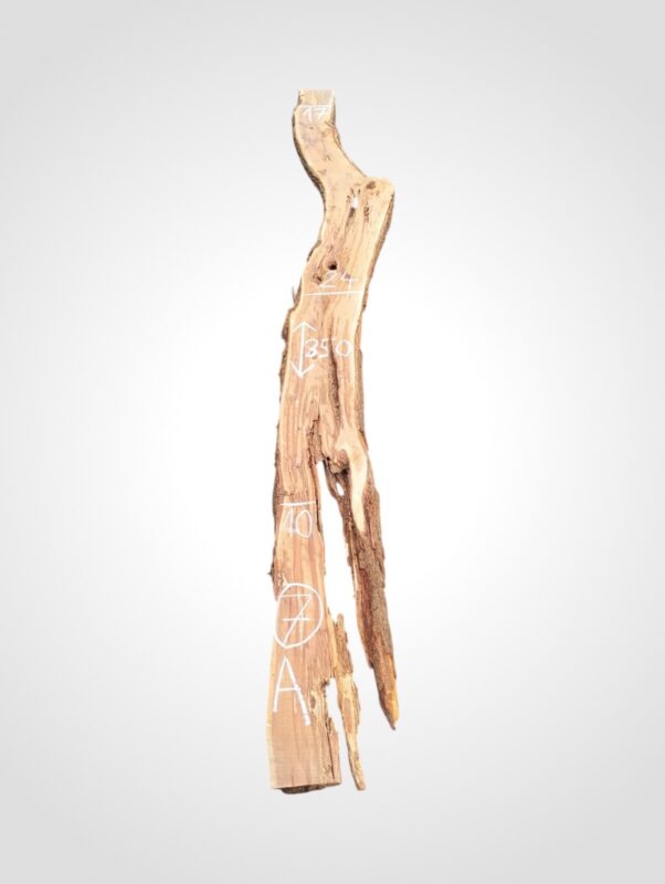 Švestka 50/52 mm - 7