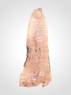 Hruška pařená 52 mm - 24