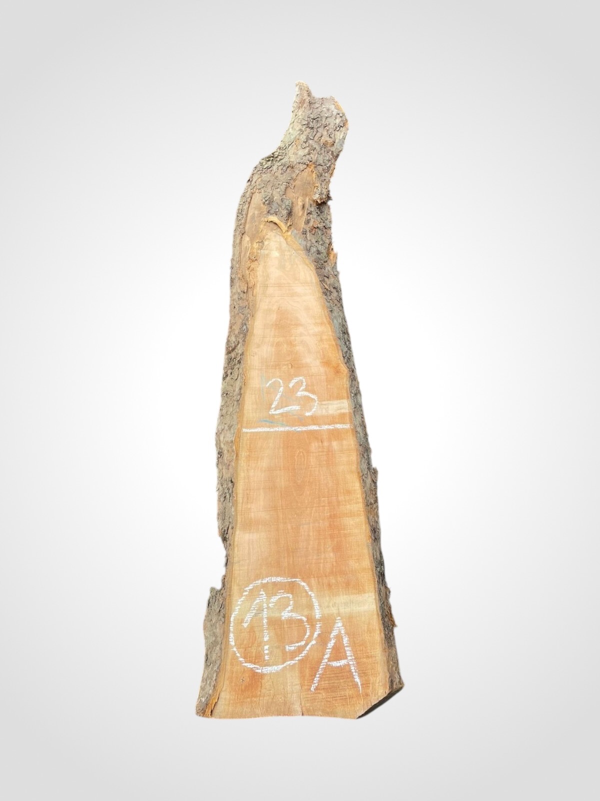 Jabloň 50/52 mm - 13