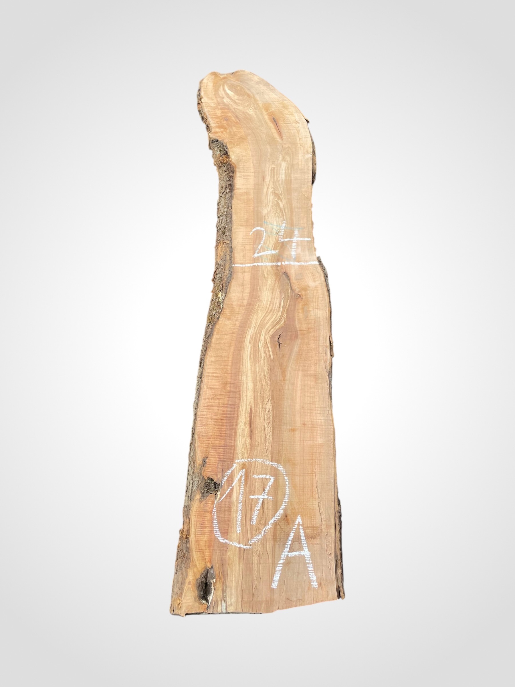 Jabloň 50/52 mm - 17