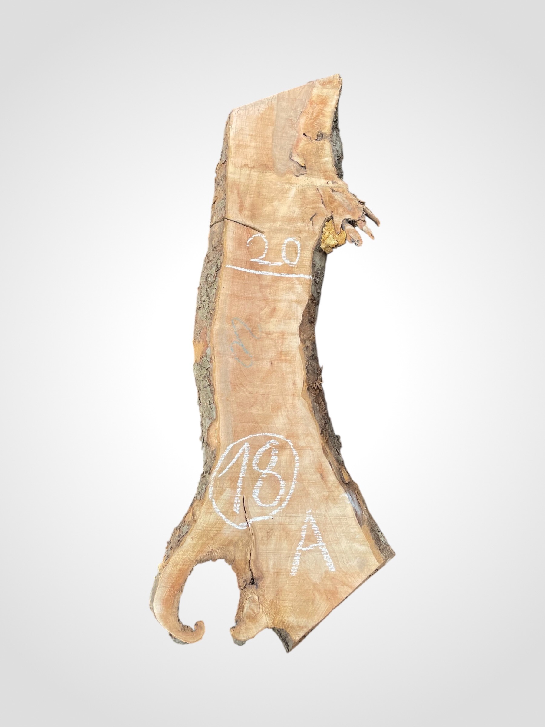 Jabloň 50/52 mm - 18