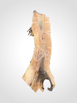 Jabloň 50/52 mm - 18