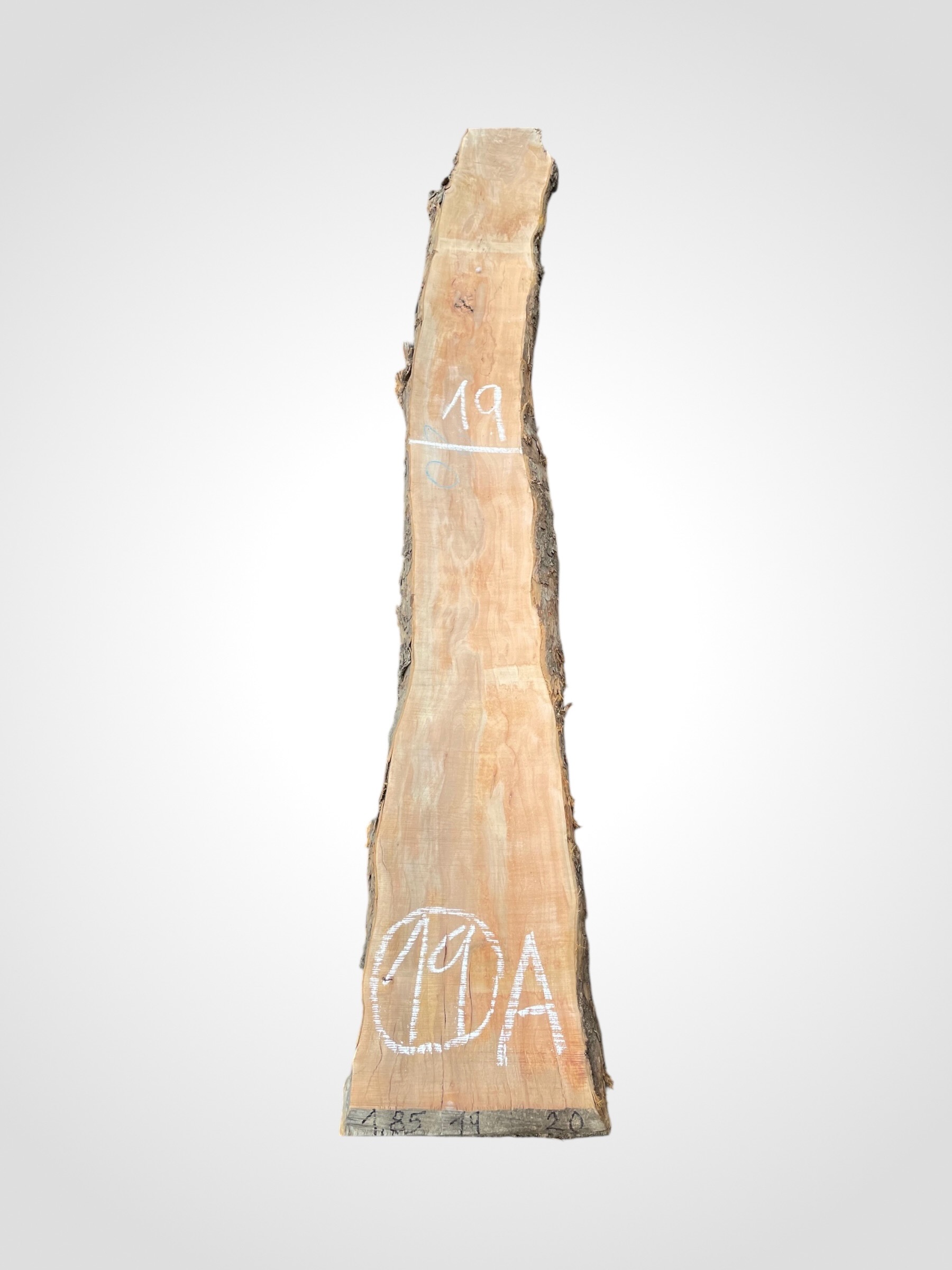 Jabloň 50/52 mm - 19