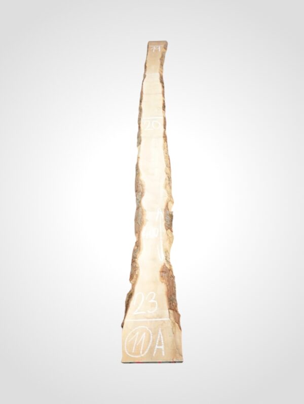 Javor rýglový 33 mm - 11