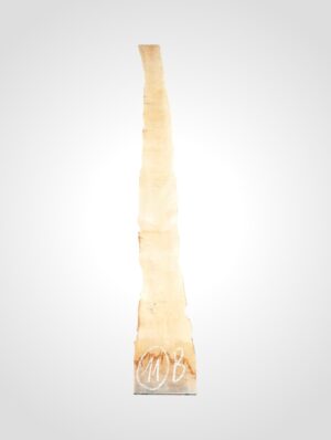 Javor rýglový 33 mm - 11