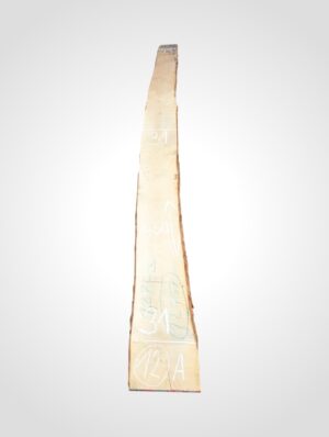 Javor rýglový 33 mm - 12