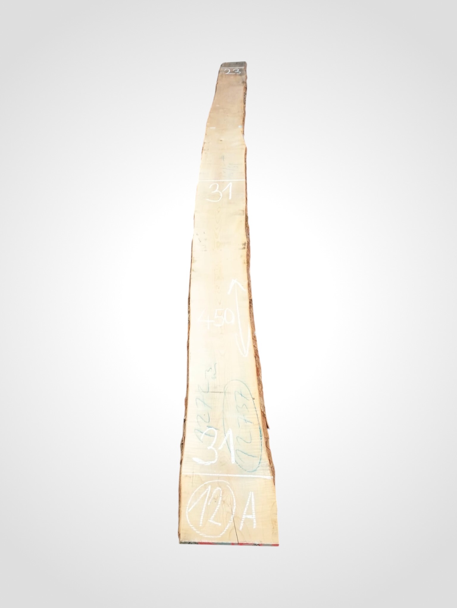 Javor rýglový 33 mm - 12