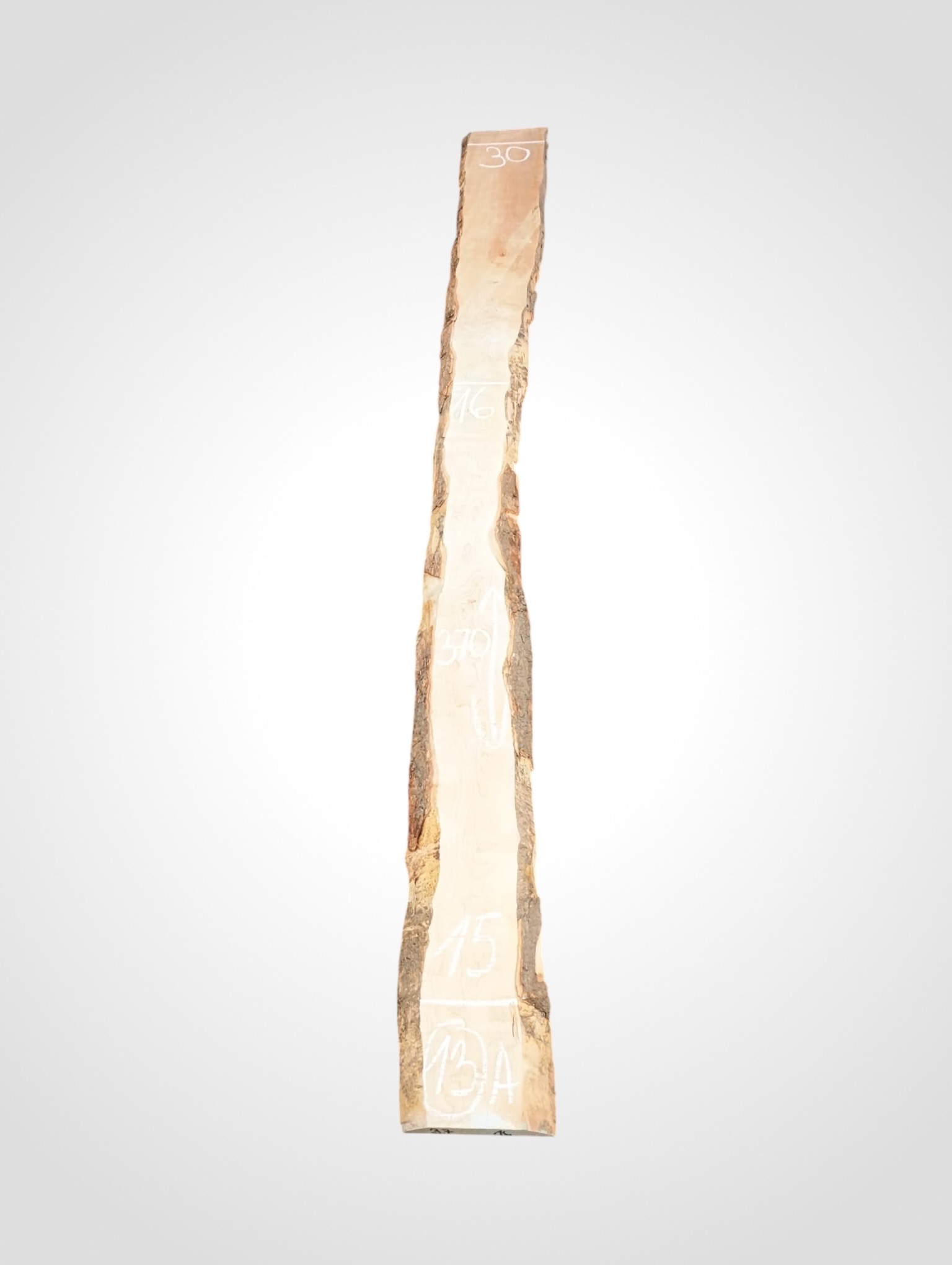 Javor rýglový 33 mm - 13