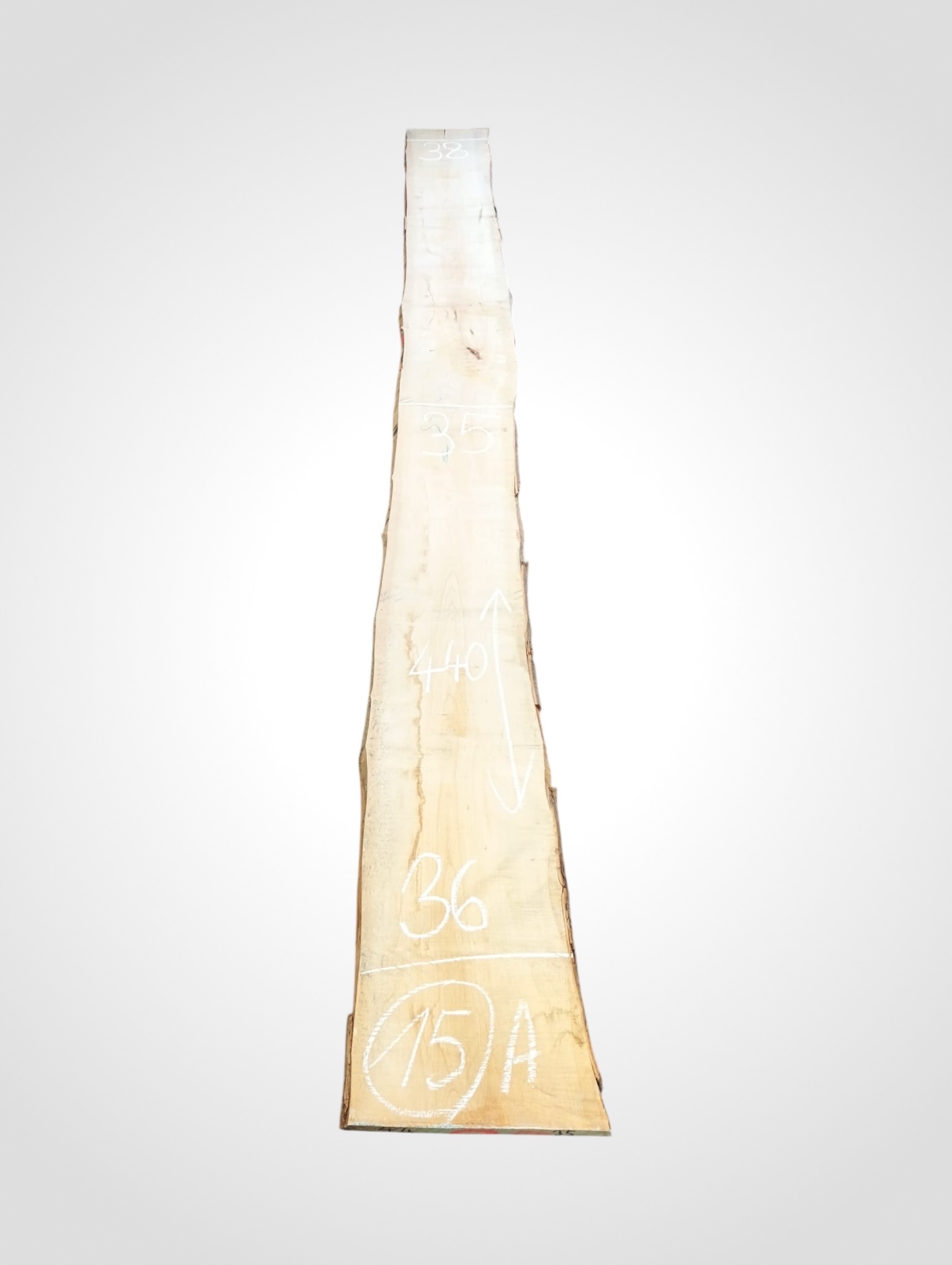 Javor rýglový 33 mm - 15