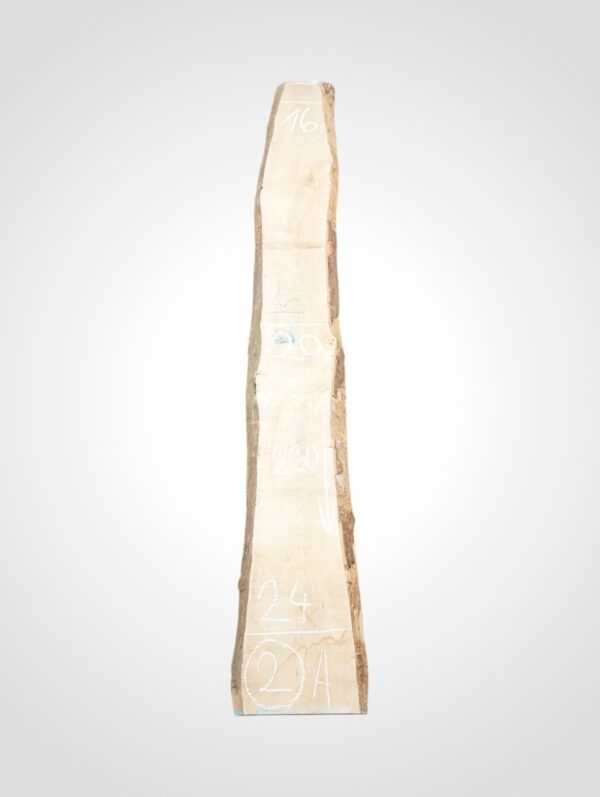 Javor rýglový 33 mm - 2