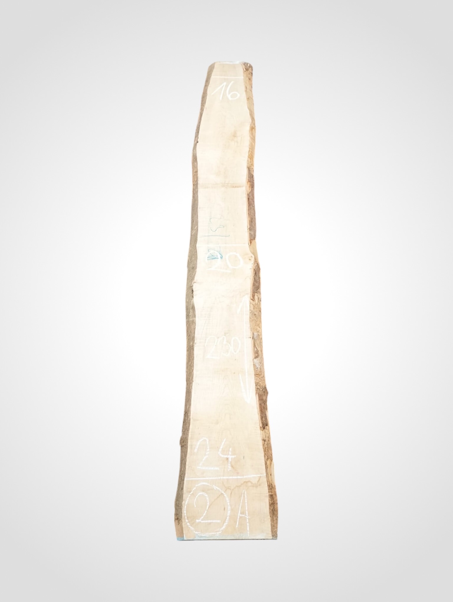 Javor-ryglovy-33-2a Javor rýglový 33 mm - 2