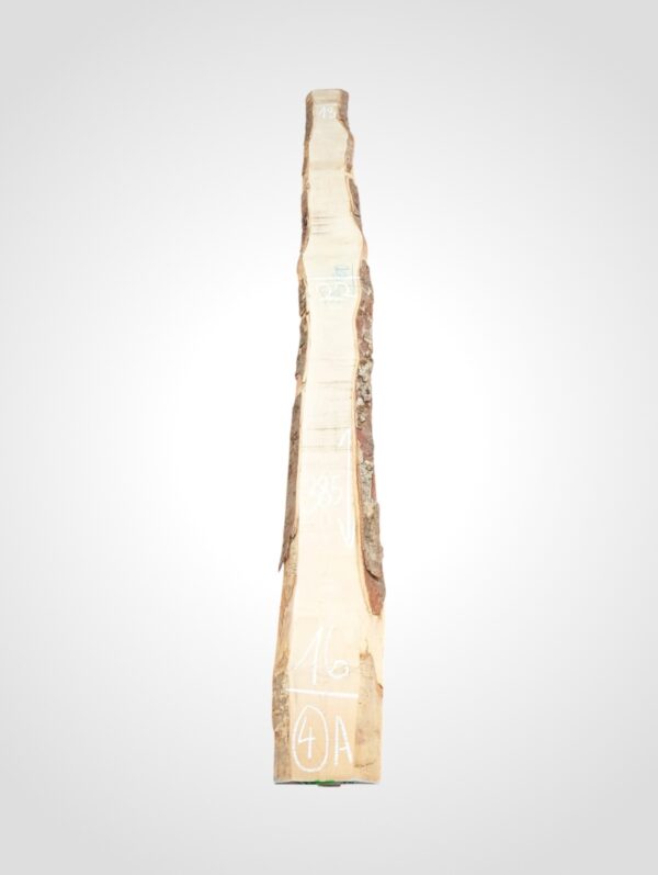 Javor rýglový 33 mm - 4