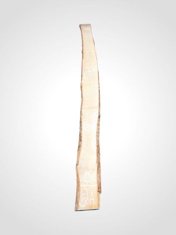 Javor rýglový 33 mm - 5