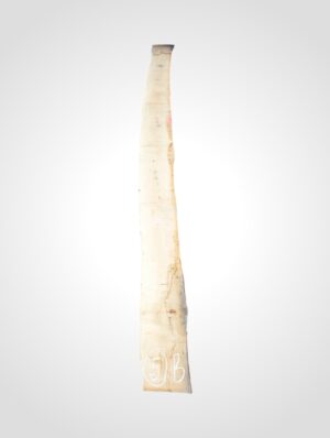 Javor rýglový 33 mm - 5