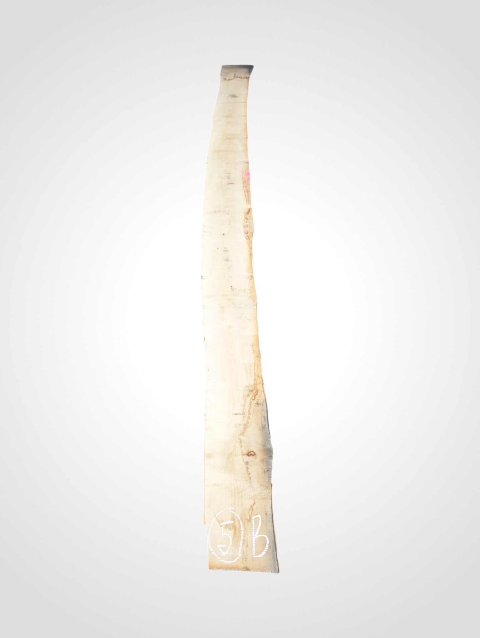 Javor-ryglovy-33-5b Javor rýglový 33 mm - 5