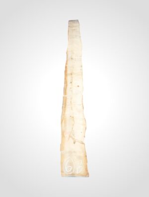 Javor rýglový 33 mm - 6