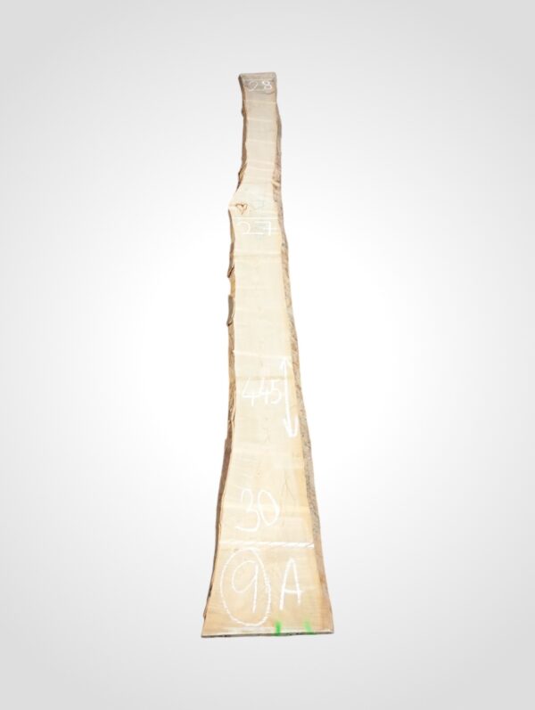 Javor rýglový 33 mm - 9