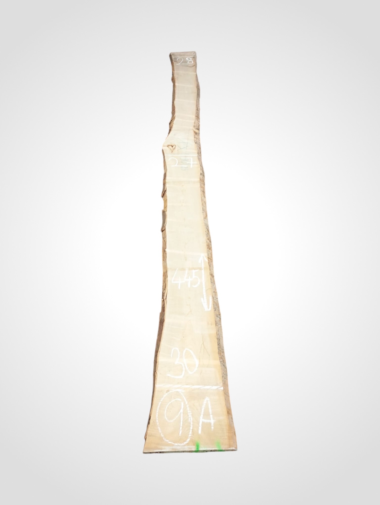 Javor-ryglovy-33-9a Javor rýglový 33 mm - 9