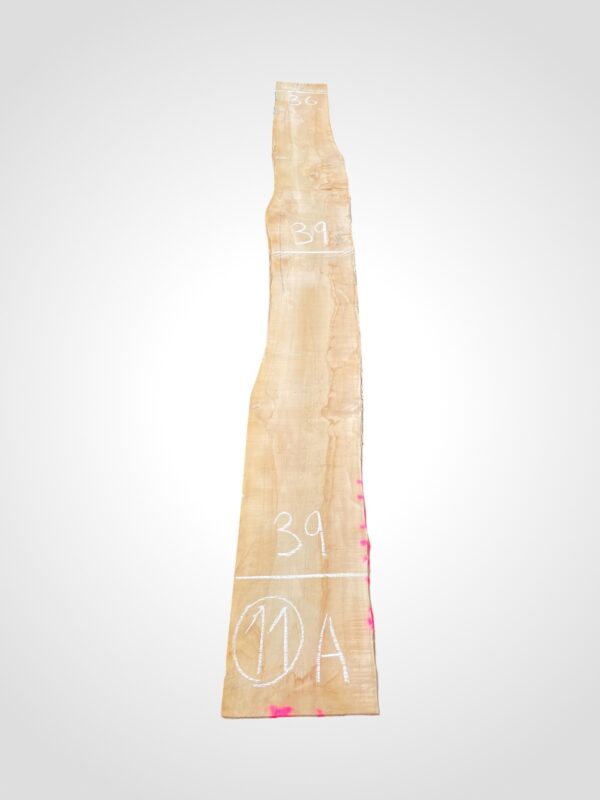 Javor rýglový 50/52 mm - 11