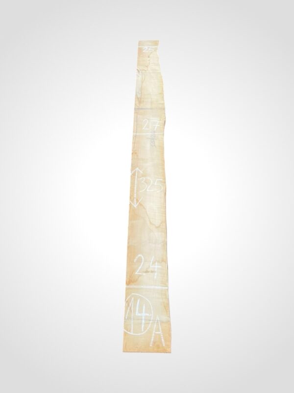 Javor rýglový 50/52 mm - 14