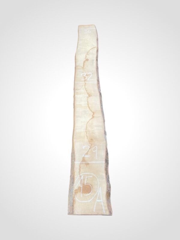 Javor rýglový 50/52 mm - 15