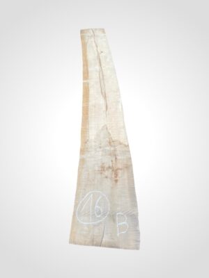 Javor rýglový 50/52 mm - 16