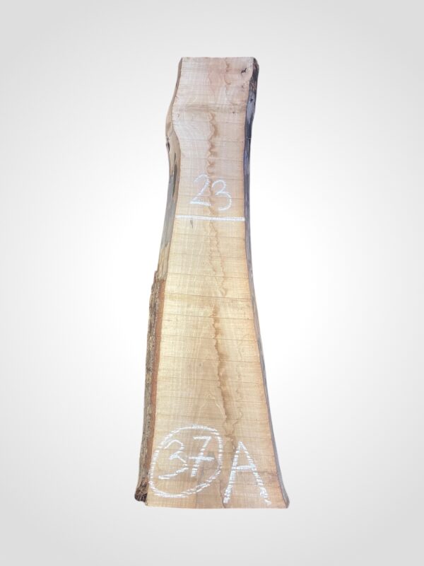 Ořech vlašský 50/52 mm - 37