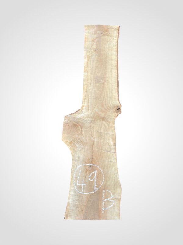 Ořech vlašský 50/52 mm - 49