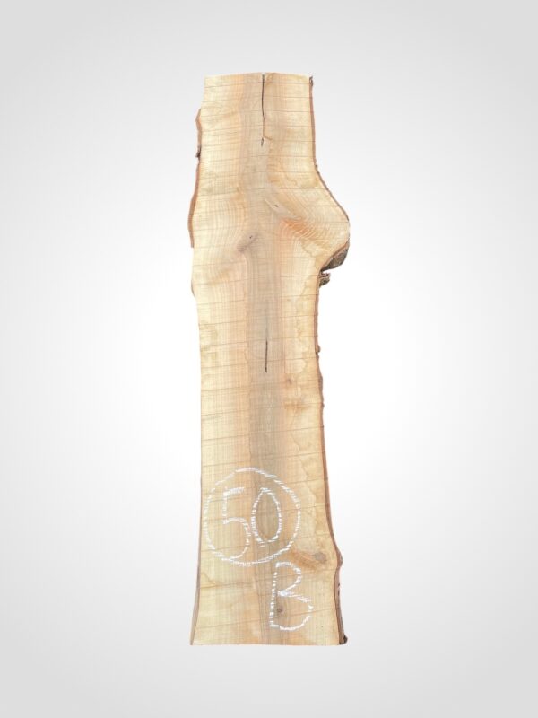 Ořech vlašský 50/52 mm - 50