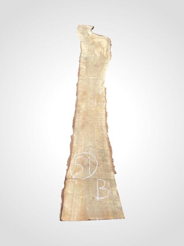 Ořech vlašský 50/52 mm - 51