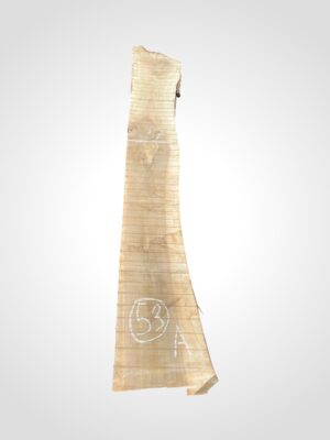 Ořech vlašský 50/52 mm - 53