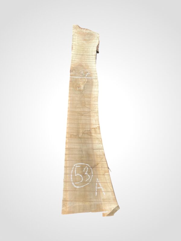 Ořech vlašský 50/52 mm - 53