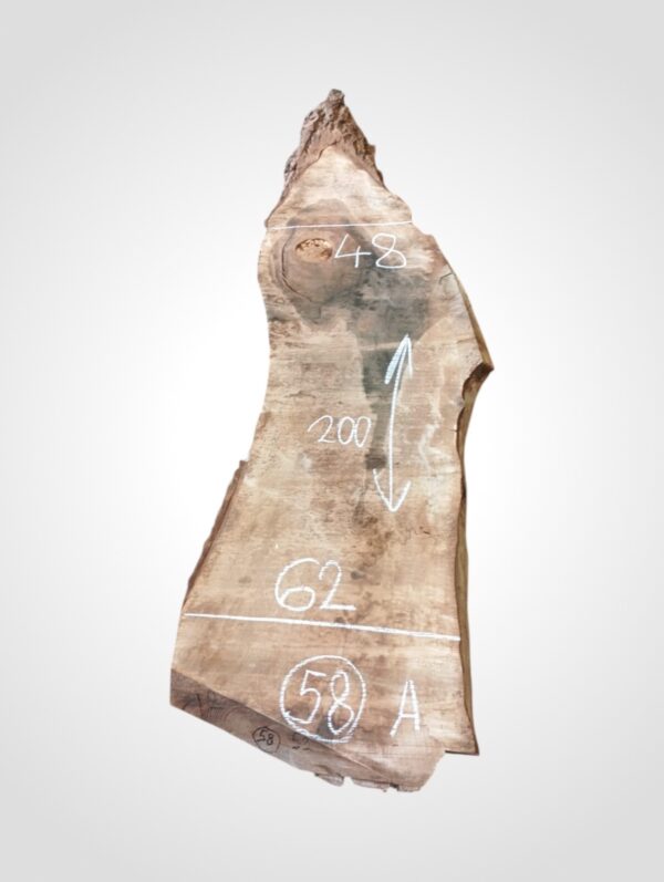 Ořech vlašský 50/52 mm - 58