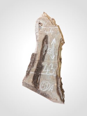 Ořech vlašský 50/52 mm - 59