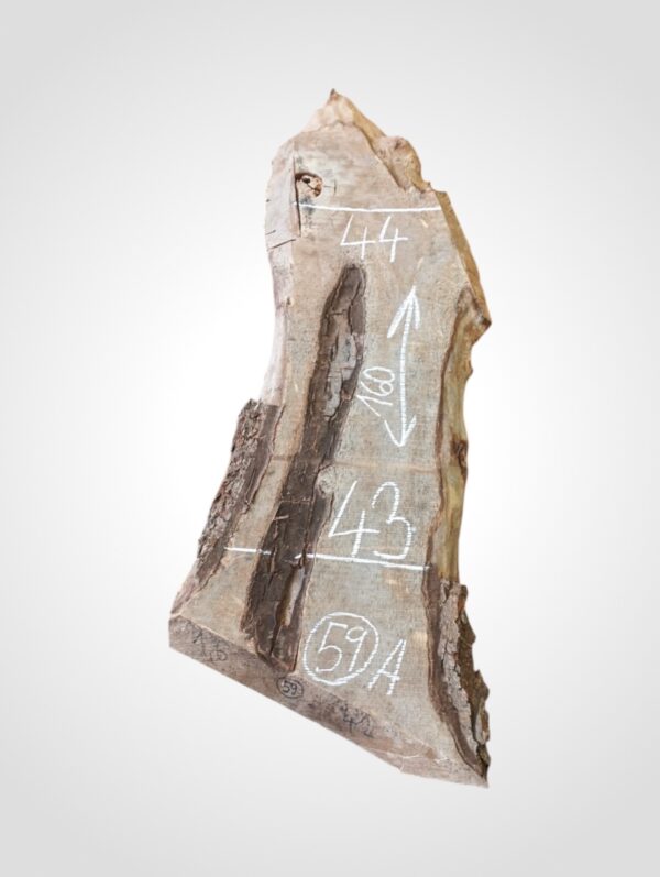 Ořech vlašský 50/52 mm - 59