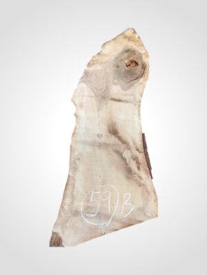 Ořech vlašský 50/52 mm - 59