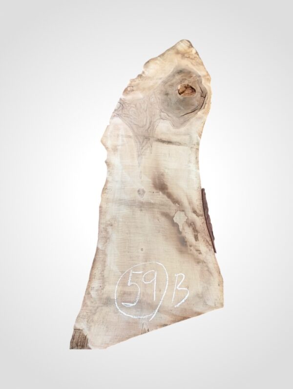 Ořech vlašský 50/52 mm - 59