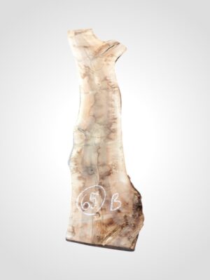 Ořech vlašský 50/52 mm - 65