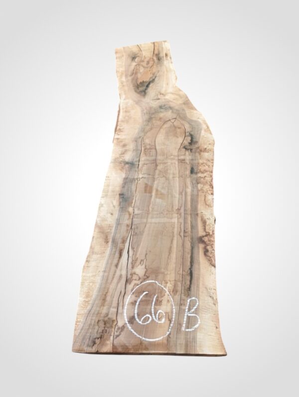 Ořech vlašský 50/52 mm - 66