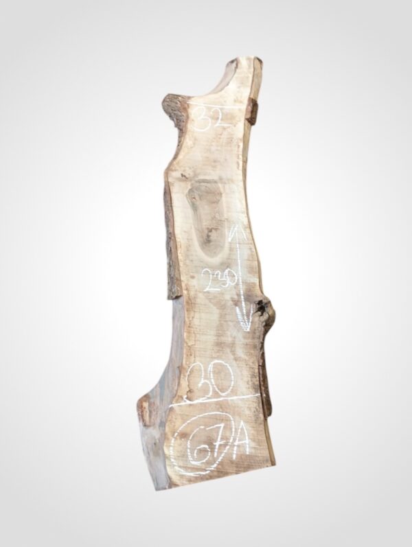 Ořech vlašský 50/52 mm - 67