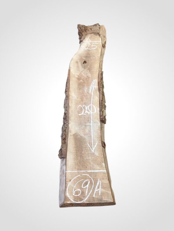 Ořech vlašský 50/52 mm - 69