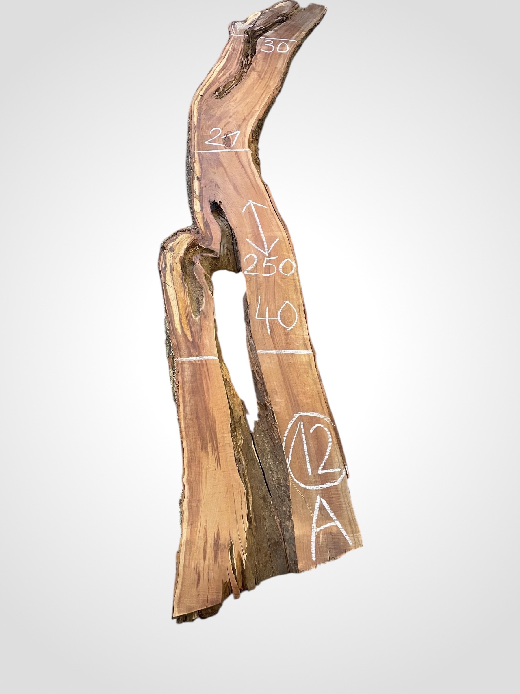 Švestka 50/52 mm - 12