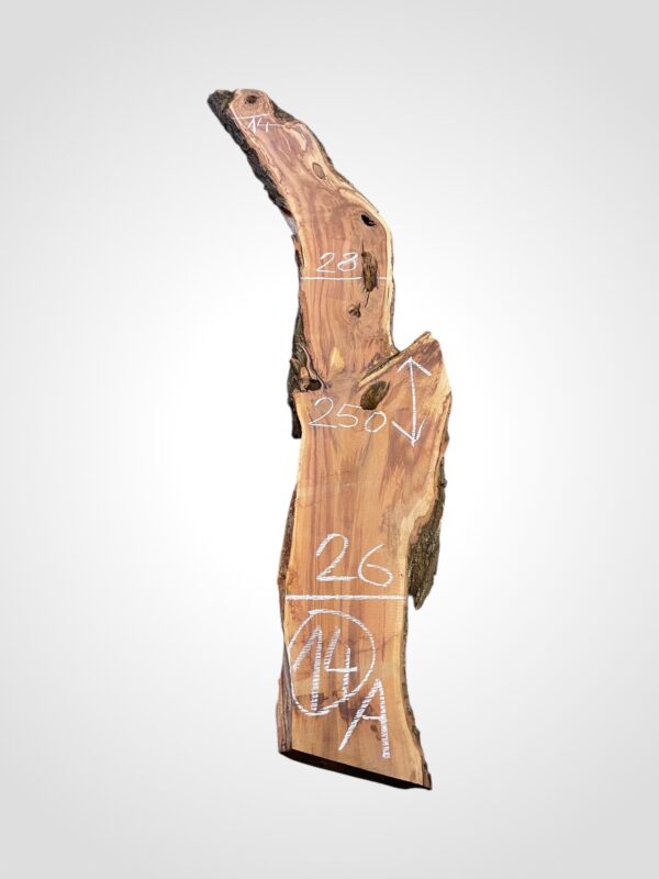 Švestka 50/52 mm - 14