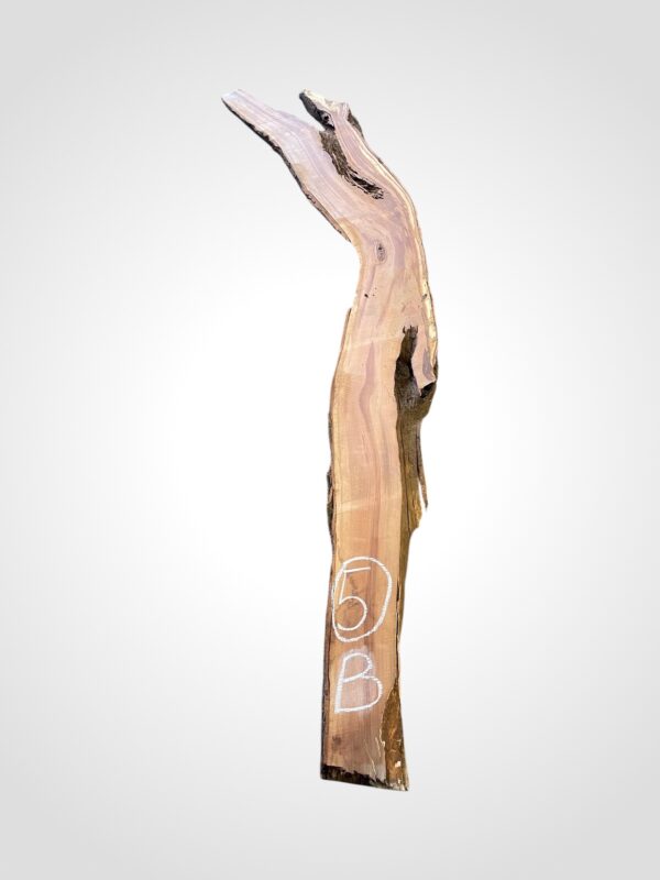 Švestka 50/52 mm - 5